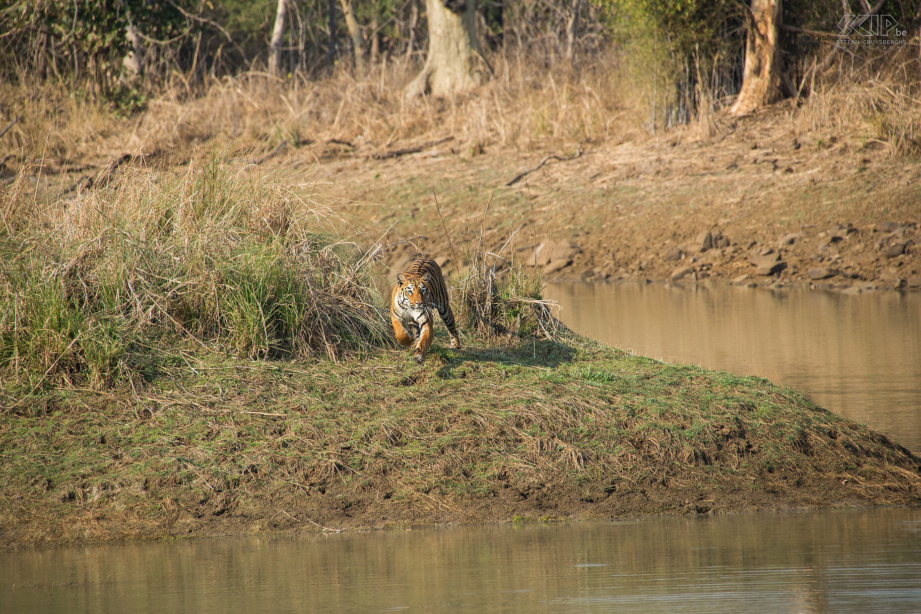 Tadoba - Tweede aanval De tijgerin probeert nog een tweede hopeloze aanval. Stefan Cruysberghs